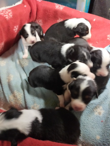 オーストラリアン・シェパード 犬の販売・譲渡 570 オーストラリアンシェパード 子犬産まれました。