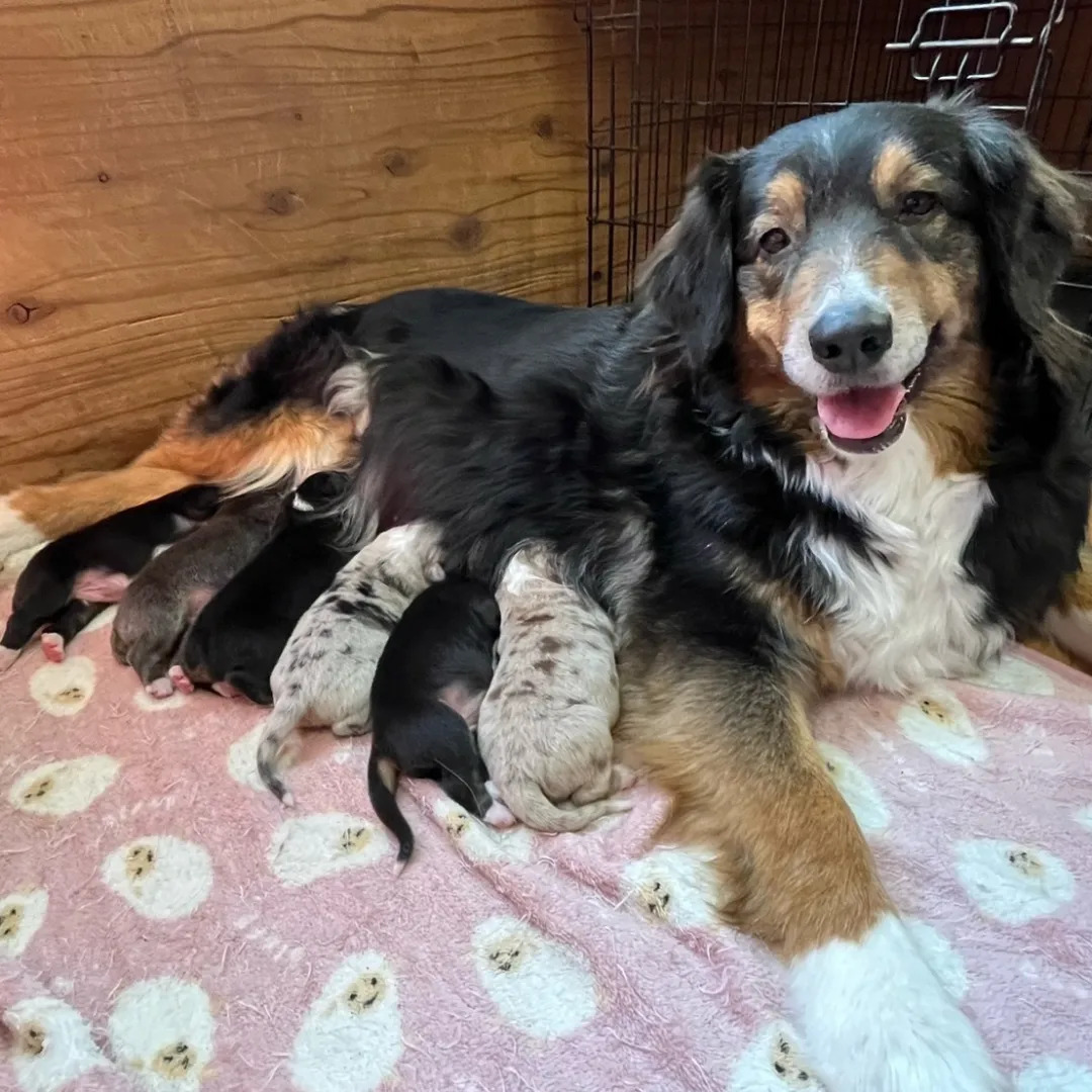 オゥシーベビー誕生しました! 犬の販売 571