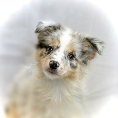 オーストラリアン・シェパード 犬の販売・譲渡 575 綺麗なブルーマールホワイト、美形な女の子です!