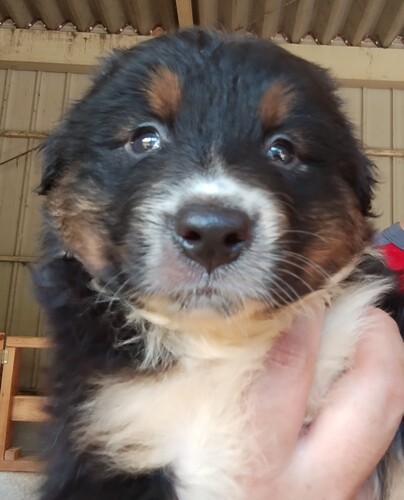 オーストラリアン・シェパード 犬の販売・譲渡 576 可愛いオーストラリアンシェパードの子犬が誕生致しま