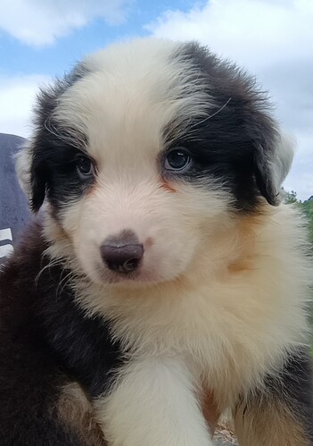 オーストラリアン・シェパード 犬の販売・譲渡 581 可愛いオーストラリアンシェパードの子犬が誕生致しま