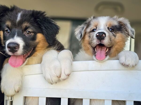 オーストラリアン・シェパード 犬の販売・譲渡 586 オーストラリアンシェパード