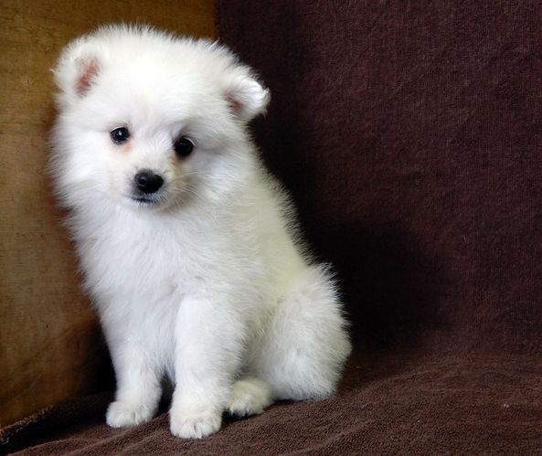 白い妖精・日本スピッツ 犬の販売 551