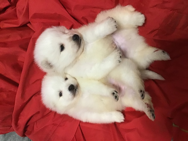 ふわふわのスピッツ 犬の販売 572