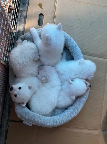 可愛く元気に育ってます。 犬の販売 578