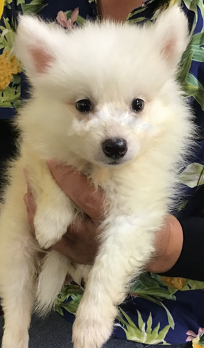 可愛い男の子 犬の販売 584