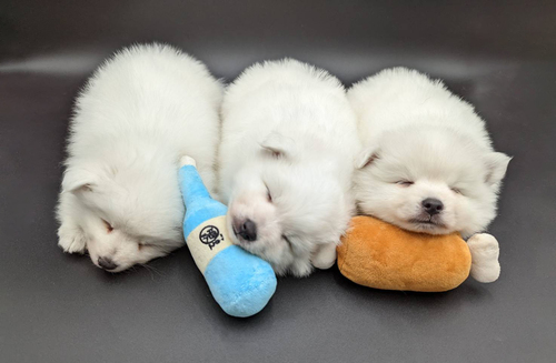 純白のコロコロ3兄弟 犬の販売 585