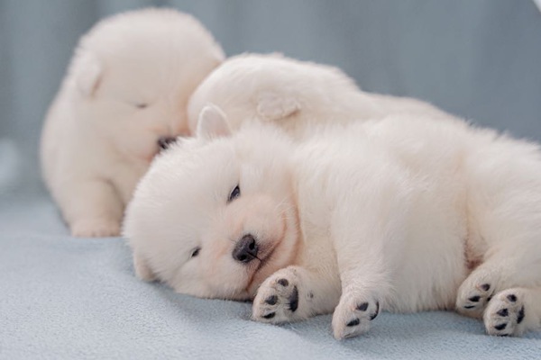 スピッツ(日本スピッツ) 犬の販売・譲渡 591 スピッツの仔犬が生まれました。