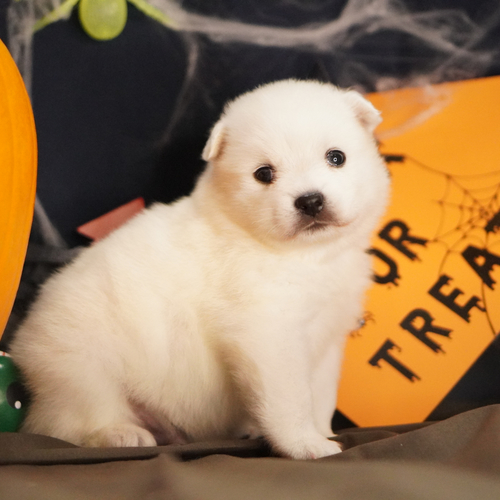 スピッツ(日本スピッツ) 犬の販売・譲渡 592 純白のスピッツとの素敵な生活を?