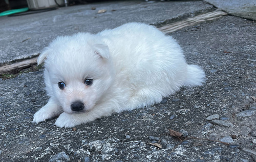 スピッツ(日本スピッツ) 犬の販売・譲渡 598 日本スピッツ メス1匹