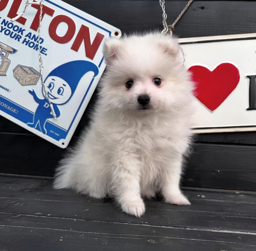スピッツ(日本スピッツ) 犬の販売・譲渡 604 ベビーフェイス女の子