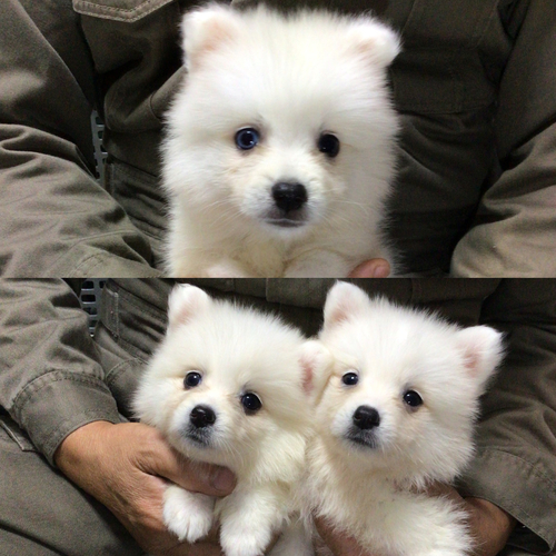 スピッツ(日本スピッツ) 犬の販売・譲渡 606 スピッツ兄妹