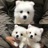 スピッツ(日本スピッツ) 子犬 探す スピッツ兄妹 606