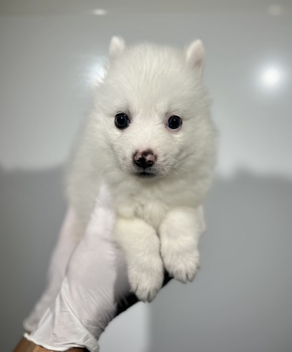 スピッツ(日本スピッツ) 犬の販売・譲渡 607 スピッツ男の子