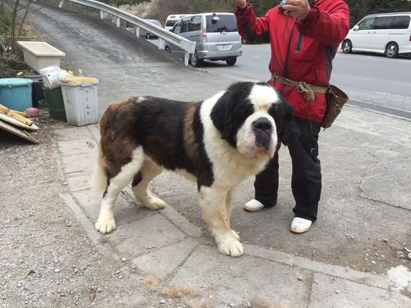 インターナショナルチャンピオン直子のバーナード犬 犬の販売 561