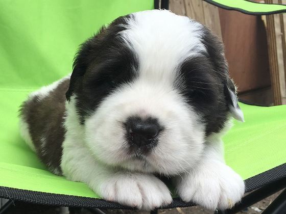 ラフコートの男の子が生まれています 犬の販売 562