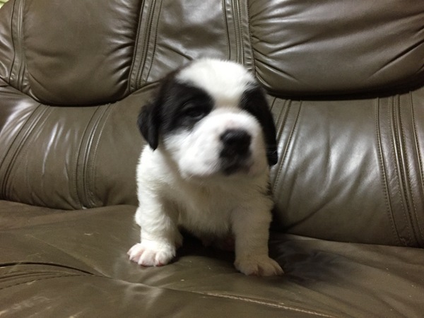 チャンピオン直子の可愛い男の子です 犬の販売 563