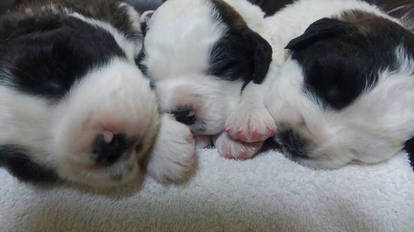 コロコロの可愛い子犬達 犬の販売 567