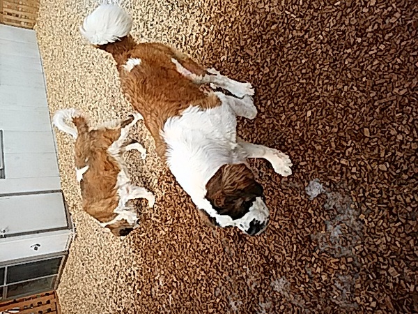 すっごいセントバーナードの仔犬! 犬の販売 568