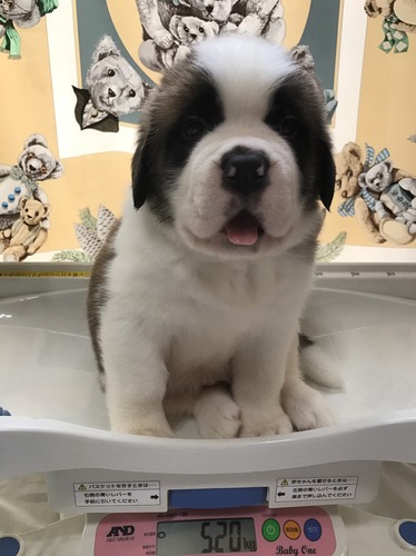 横浜よりのご紹介!チャンピオン直子の可愛い子 犬の販売 574