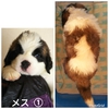Zgo[i[h q T ߂JI@D... 592