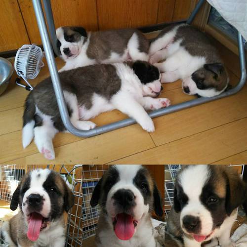 コロコロの仔犬達 犬の販売 607