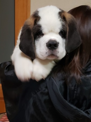 めちゃかわ! おっとり男の子 犬の販売 630