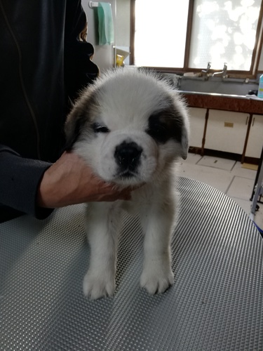 ありがとうございました。 犬の販売 639
