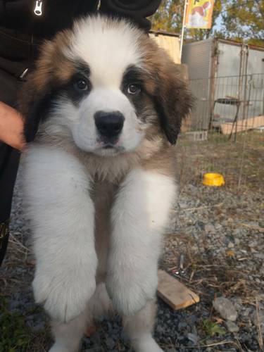 ありがとうございました 犬の販売 648