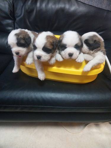 ありがとうございました 犬の販売 649