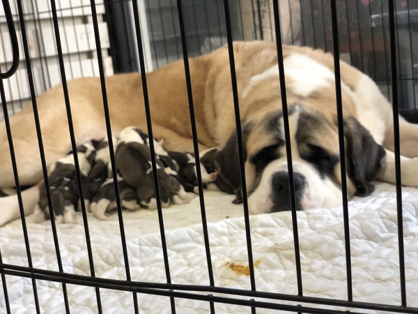 純粋スイス系!!!!優良血統!!!! 犬の販売 653