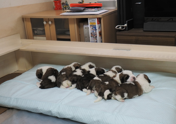 完売 犬の販売 661