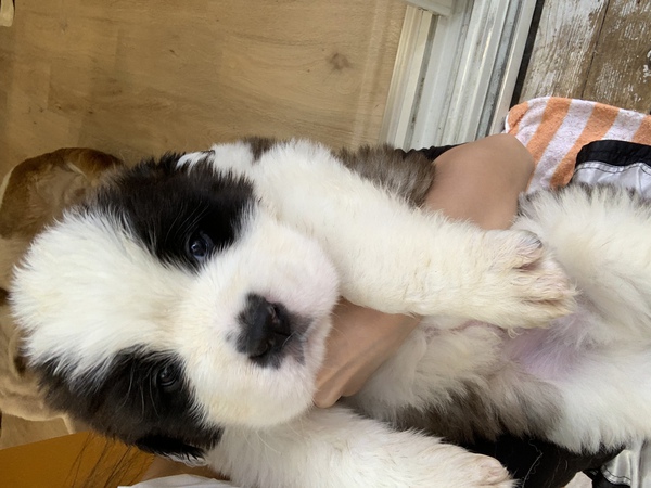 父親 2019年度ペディグリーアワード受賞 犬の販売 665