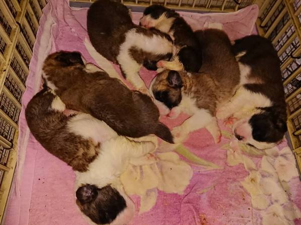 ありがとうございました 犬の販売 668