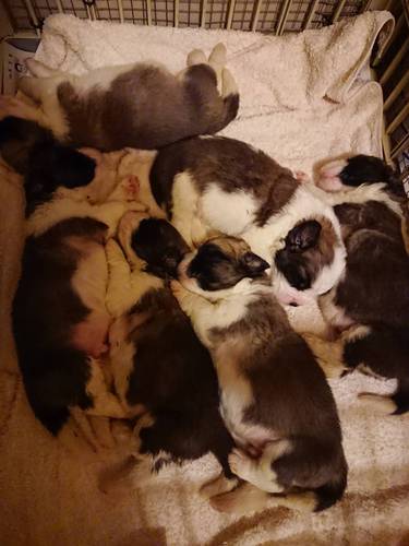 セントバーナード 犬の販売 669