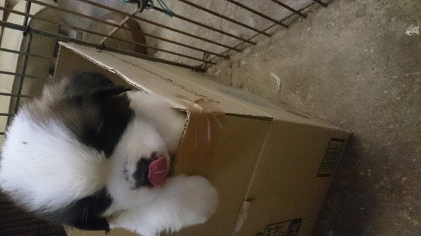 ありがとうございました。 犬の販売 677
