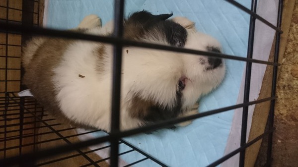 ありがとうございました。 犬の販売 683