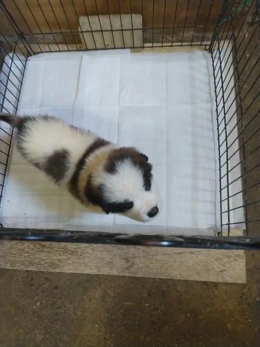 セントバーナード 犬の販売・譲渡 715 白毛の多い可愛い女の子です。