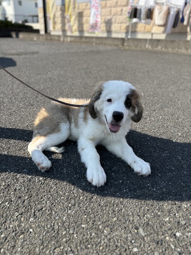 セントバーナード 犬の販売・譲渡 716 おっとり顔の女の子ちゃん!