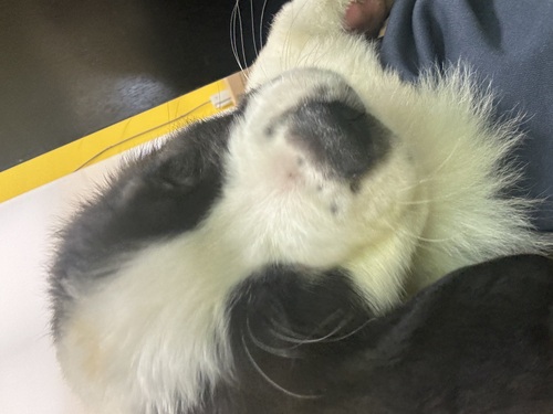 セントバーナード 犬の販売・譲渡 717 生後2ヶ月 セントバーナードの女の子