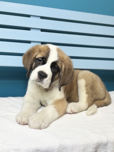 �Z���g�o�[�i�[�h ���̔̔��E���n 720 �u���E��&�z���C�g8951