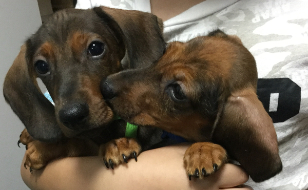 父 チャンピオン!スタンダードサイズ スムースコー 犬の販売 197