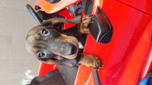ダックスフンド (スタンダード) 犬の販売・譲渡 209 レッドのスムースです。込み込み価格