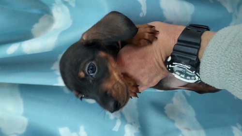ダックスフンド (スタンダード) 犬の販売・譲渡 211 まだ小さいスタンダードダックス君