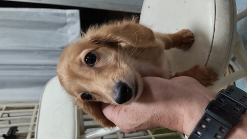 ミニチュア・ダックスフンド 犬の販売・譲渡 24918 イケメンのゴールド君 込み込み価格