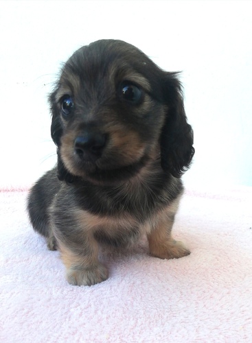 ミニチュア・ダックスフンド 犬の販売・譲渡 24920 かわいらしい女の子