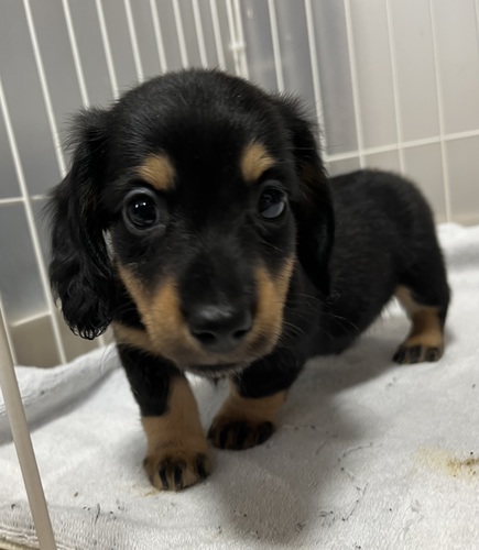 ミニチュア・ダックスフンド 犬の販売・譲渡 24921 素敵なご縁に感謝