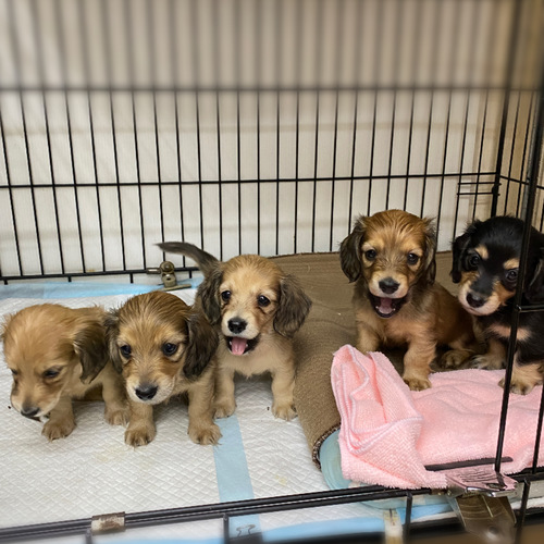 ミニチュア・ダックスフンド 犬の販売・譲渡 24922 ★募集終了★