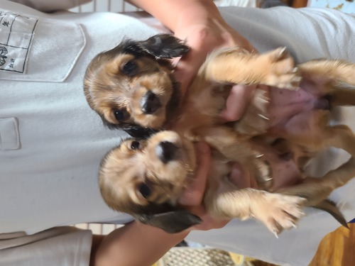 ミニチュア・ダックスフンド 犬の販売・譲渡 24923 可愛いダックスフンド
