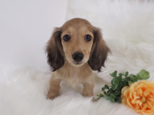 ミニチュア・ダックスフンド 犬の販売・譲渡 24924 美形なお顔立ちです